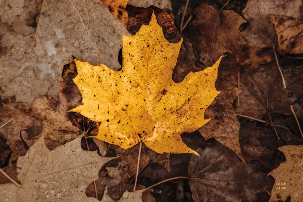 Fall Rains II by Nathan Larson. SKU 82631i. Archival Giclee Fine art print for wall decor.