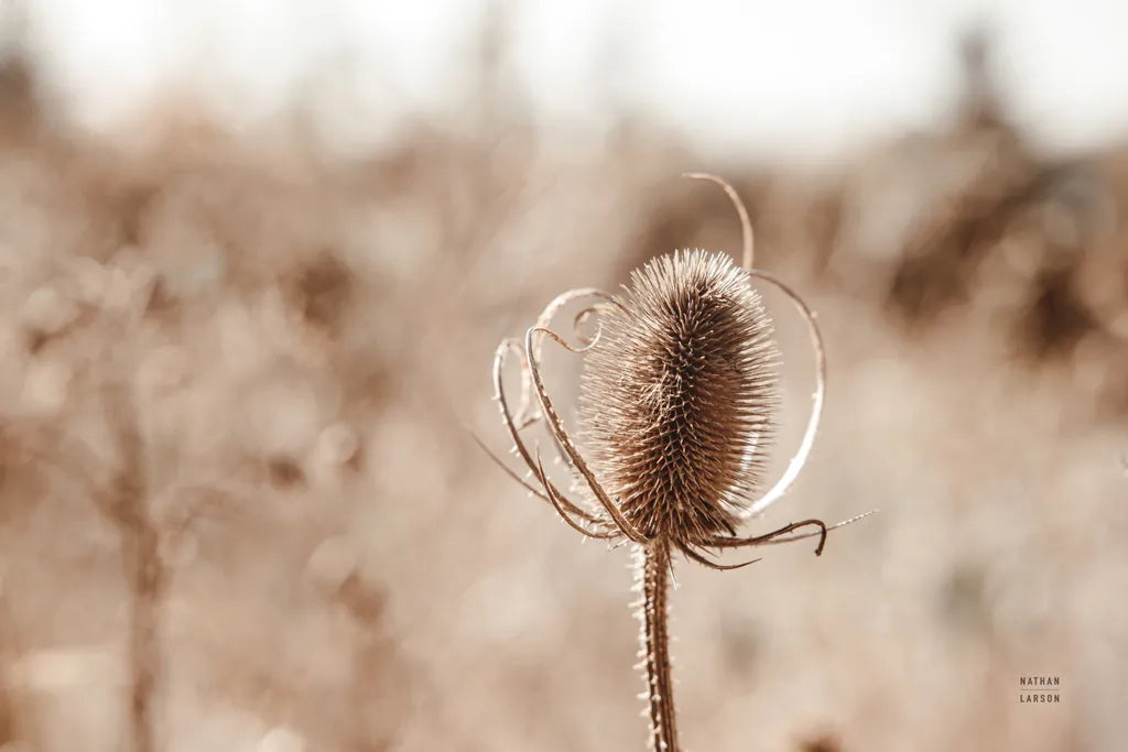 Fall Turns by Nathan Larson. SKU 82632i. Archival Giclee Fine art print for wall decor.