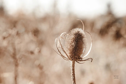 Fall Turns by Nathan Larson. SKU 82632i. Archival Giclee Fine art print for wall decor.