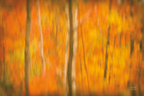 Fall in Motion by Nathan Larson. SKU 101670i. Archival Giclee Fine art print for wall decor.