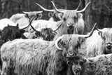 Family Portrait BW by Nathan Larson. SKU 96203i. Archival Giclee Fine art print for wall decor.