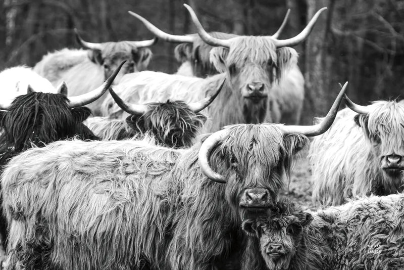 Family Portrait BW by Nathan Larson. SKU 96203i. Archival Giclee Fine art print for wall decor.