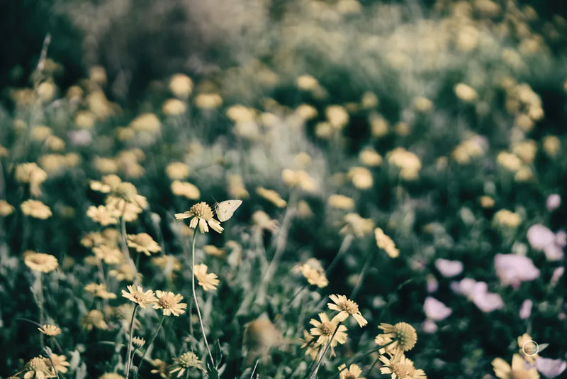 Field Friends Fade by Nathan Larson. SKU 71624i. Archival Giclee Fine art print for wall decor.