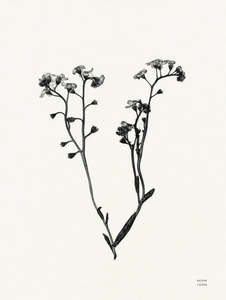Field Journal Entry I by Nathan Larson
