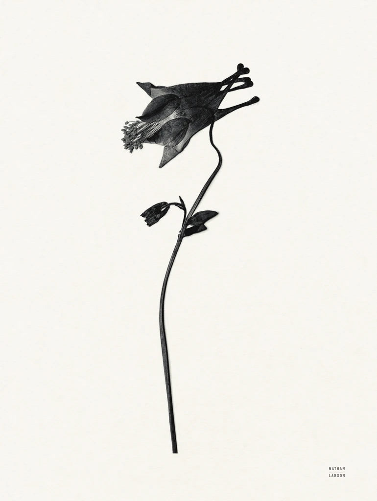 Field Journal Entry II by Nathan Larson