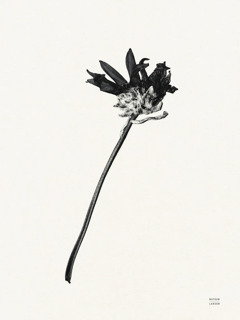 Field Journal Entry IV by Nathan Larson