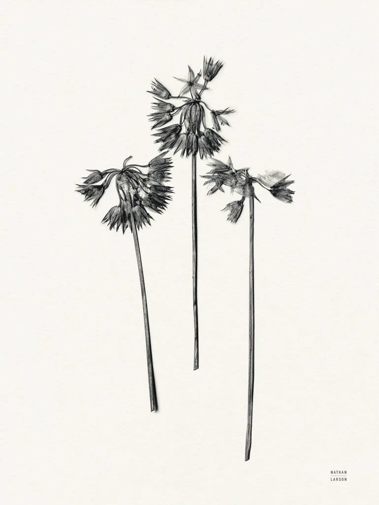 Field Journal Entry V by Nathan Larson