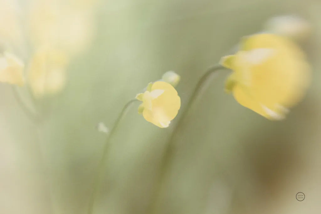 Field Trip by Nathan Larson. SKU 71626i. Archival Giclee Fine art print for wall decor.