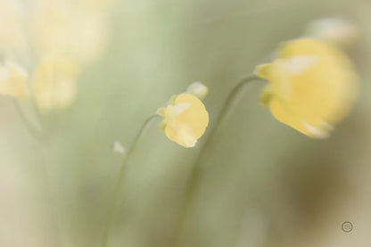 Field Trip by Nathan Larson. SKU 71626i. Archival Giclee Fine art print for wall decor.