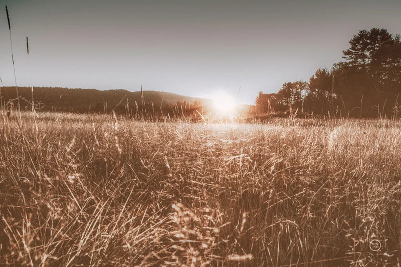 Fields of Gold by Nathan Larson. SKU 71623i. Archival Giclee Fine art print for wall decor.