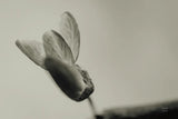 First Bloom by Nathan Larson. SKU 104000i. Archival Giclee Fine art print for wall decor.