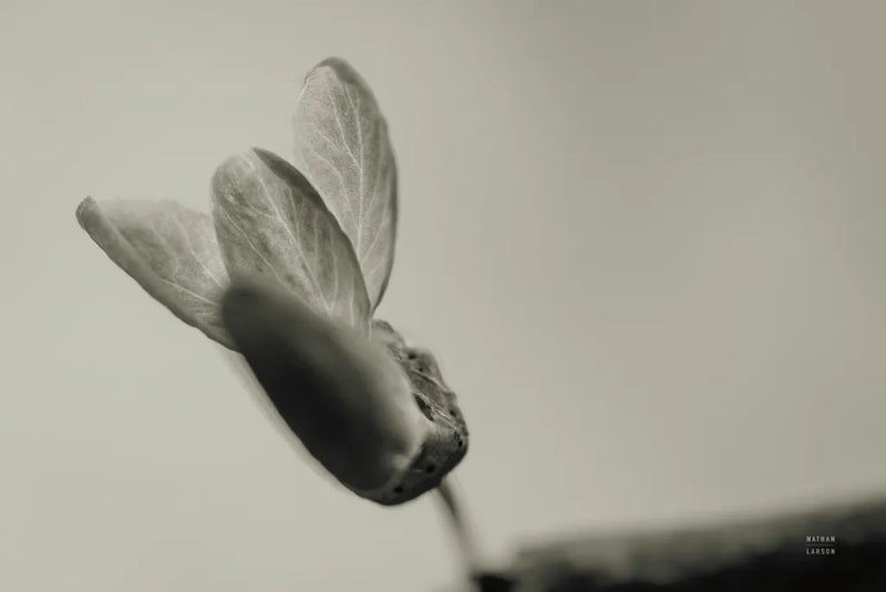 First Bloom by Nathan Larson. SKU 104000i. Archival Giclee Fine art print for wall decor.