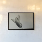First Bloom by Nathan Larson. shown as a paper print in a black flame. Available as a archival giclee rolled canvas, fine art paper, or poster print. SKU 104000i.