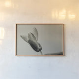 First Bloom by Nathan Larson. shown as a paper print in a natural frame. Available as a archival giclee rolled canvas, fine art paper, or poster print. SKU 104000i.