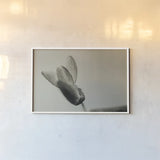 First Bloom by Nathan Larson. shown as a paper print in a white frame. Available as a archival giclee rolled canvas, fine art paper, or poster print. SKU 104000i.