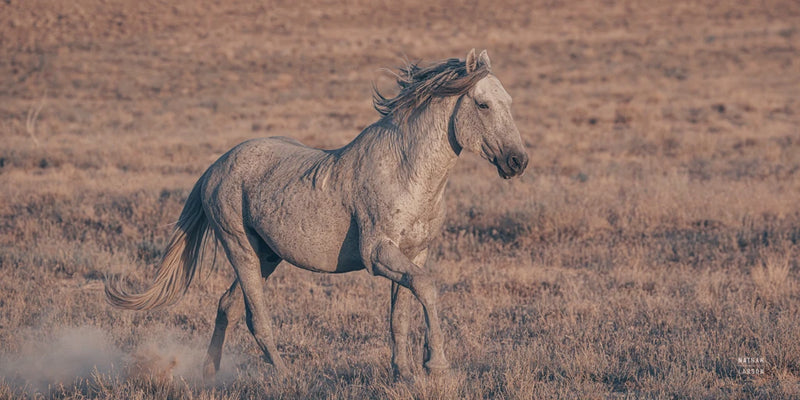First Out Open Range by Nathan Larson