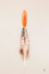 Floating Feathers I by Nathan Larson. SKU 71168h. Archival Giclee Fine art print for wall decor.