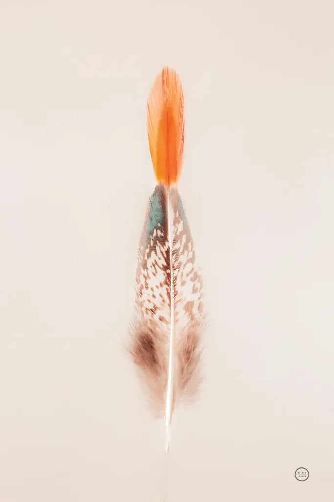 Floating Feathers I by Nathan Larson. SKU 71168h. Archival Giclee Fine art print for wall decor.
