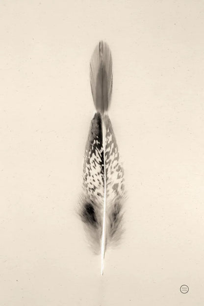 Floating Feathers I Sepia by Nathan Larson. SKU 74146h. Archival Giclee Fine art print for wall decor.