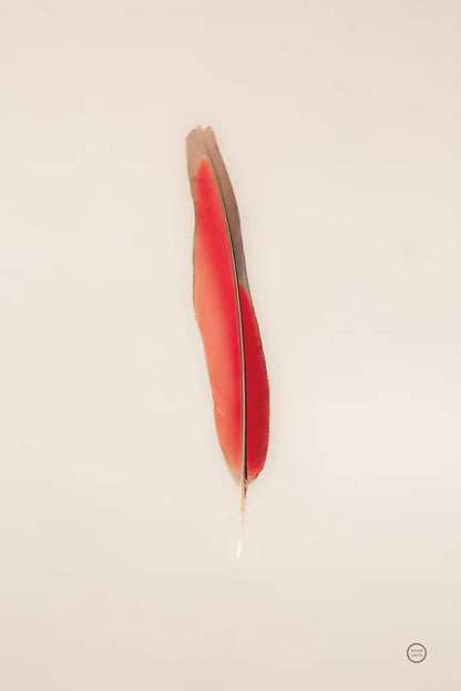 Floating Feathers II by Nathan Larson. SKU 71169h. Archival Giclee Fine art print for wall decor.