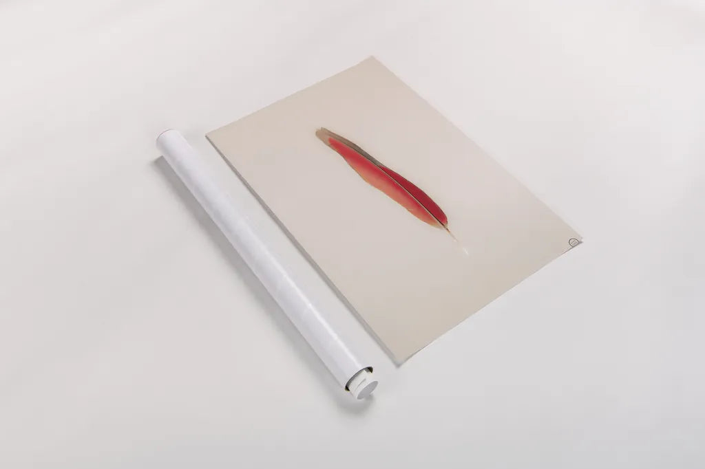 Floating Feathers II by Nathan Larson. shown as a rolled paper print. Available as archival giclee rolled canvas, fine art paper, or poster print. SKU 71169h.