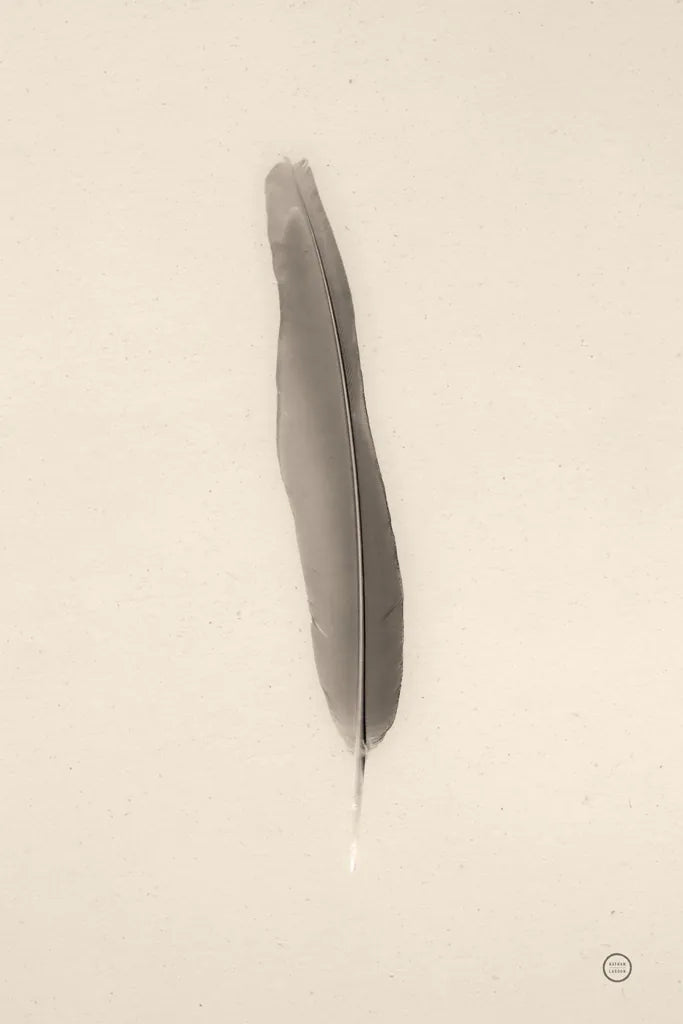 Floating Feathers II Sepia by Nathan Larson. SKU 74147h. Archival Giclee Fine art print for wall decor.