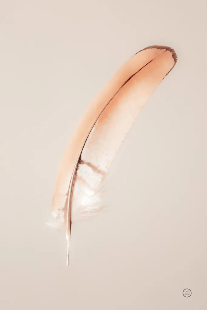 Floating Feathers III by Nathan Larson. SKU 71170h. Archival Giclee Fine art print for wall decor.