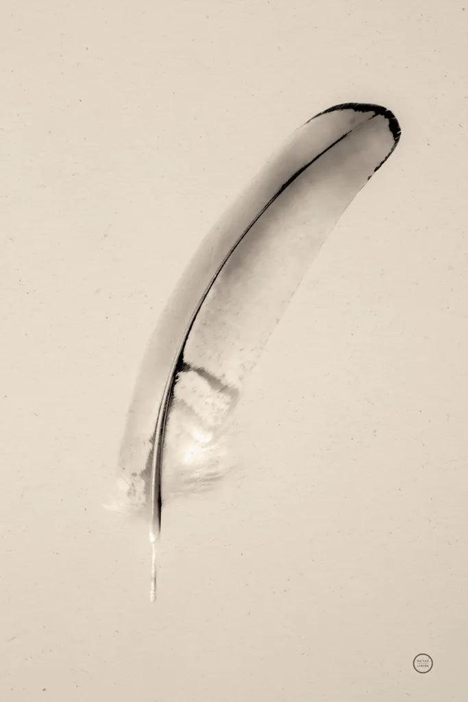Floating Feathers III Sepia by Nathan Larson. SKU 74148h. Archival Giclee Fine art print for wall decor.