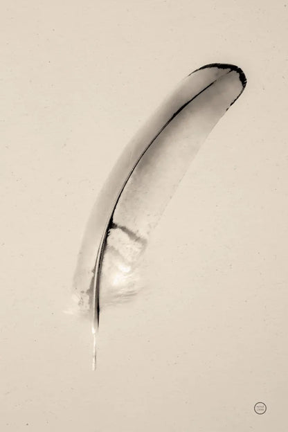 Floating Feathers III Sepia by Nathan Larson. SKU 74148h. Archival Giclee Fine art print for wall decor.
