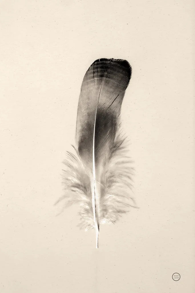 Floating Feathers IV Sepia by Nathan Larson. SKU 74149h. Archival Giclee Fine art print for wall decor.