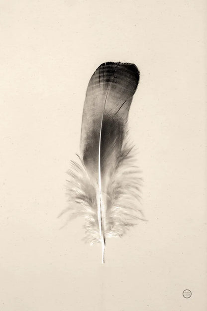 Floating Feathers IV Sepia by Nathan Larson. SKU 74149h. Archival Giclee Fine art print for wall decor.