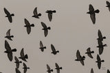 Flock I by Nathan Larson. SKU 97908i. Archival Giclee Fine art print for wall decor.