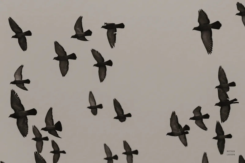 Flock I by Nathan Larson. SKU 97908i. Archival Giclee Fine art print for wall decor.