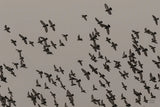 Flock II by Nathan Larson. SKU 97909i. Archival Giclee Fine art print for wall decor.