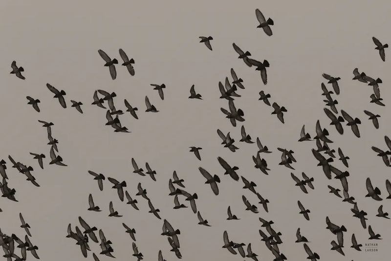 Flock II by Nathan Larson. SKU 97909i. Archival Giclee Fine art print for wall decor.