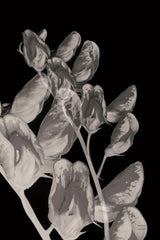Flower Dreams BW I by Nathan Larson. SKU 103191h. Archival Giclee Fine art print for wall decor.