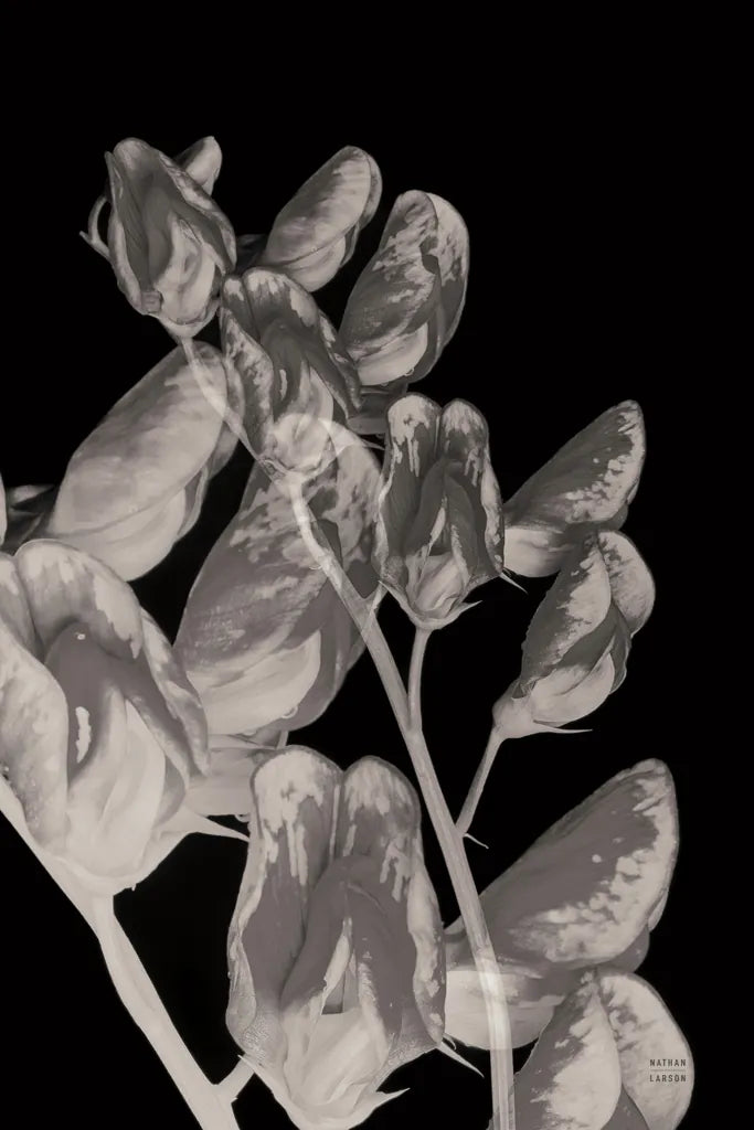 Flower Dreams BW I by Nathan Larson. SKU 103191h. Archival Giclee Fine art print for wall decor.
