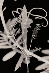 Flower Dreams BW II by Nathan Larson. SKU 103192h. Archival Giclee Fine art print for wall decor.