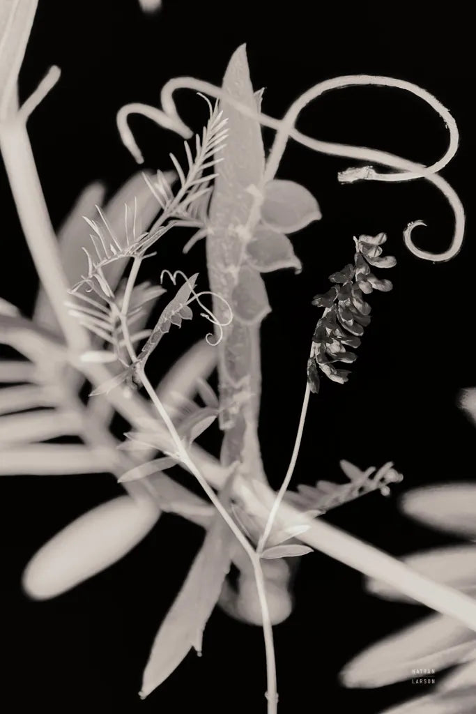 Flower Dreams BW II by Nathan Larson. SKU 103192h. Archival Giclee Fine art print for wall decor.