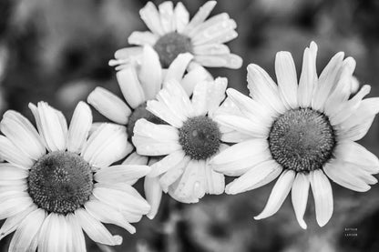 Flower Morning by Nathan Larson. SKU 96235i. Archival Giclee Fine art print for wall decor.