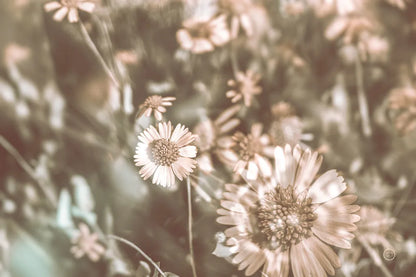 Flower Power by Nathan Larson. SKU 71625i. Archival Giclee Fine art print for wall decor.