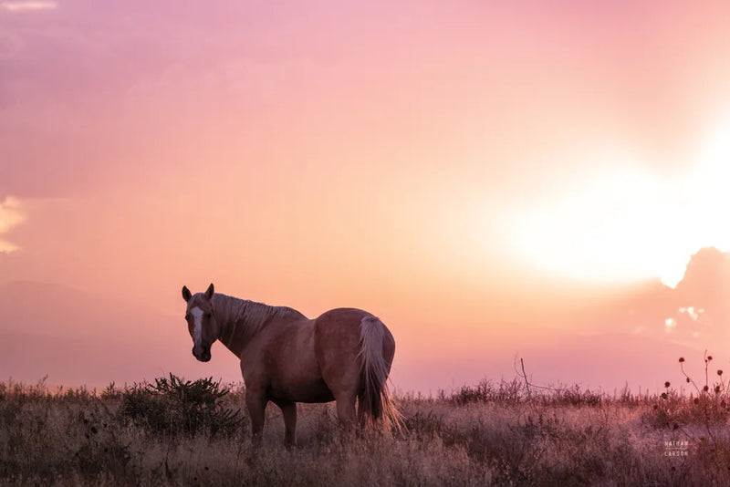 Following Along by Nathan Larson. SKU 104268i. Archival Giclee Fine art print for wall decor.
