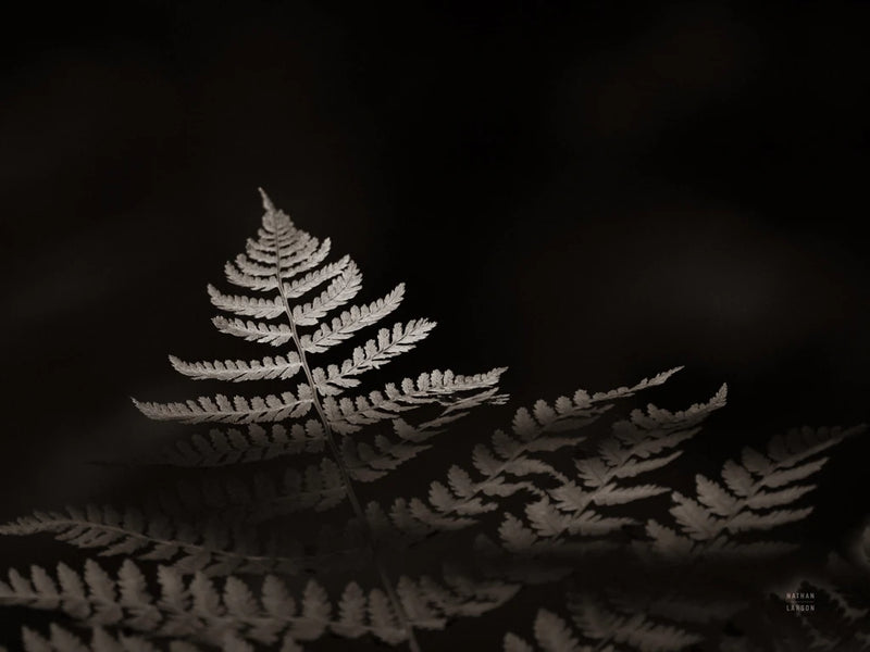 Forest Sunlight Sepia by Nathan Larson