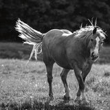 Frolick by Nathan Larson. SKU 83981a. Archival Giclee Fine art print for wall decor.