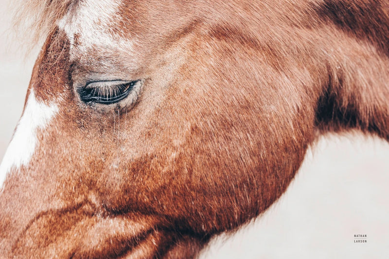 Gentle Equine by Nathan Larson