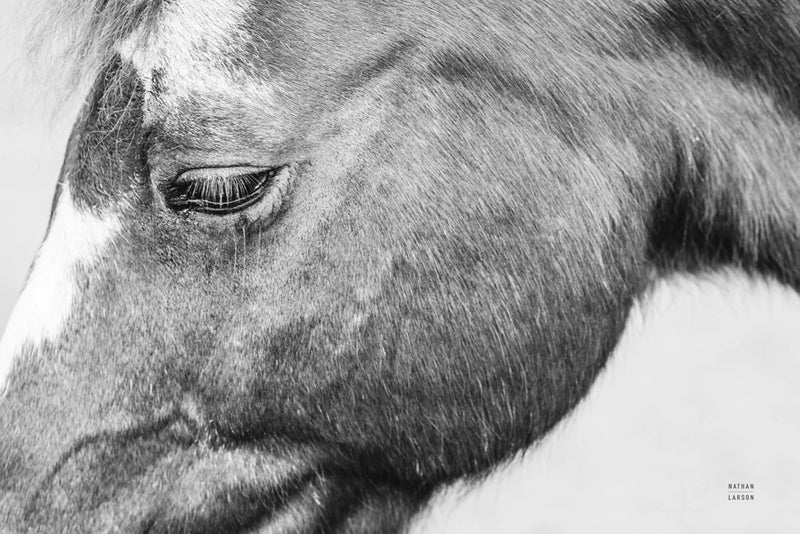 Gentle Equine BW by Nathan Larson