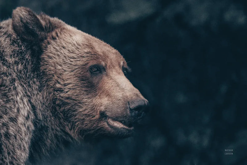 Gentle Grizzly by Nathan Larson. SKU 100754i. Archival Giclee Fine art print for wall decor.
