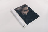 Gentle Grizzly by Nathan Larson. shown as a rolled paper print. Available as archival giclee rolled canvas, fine art paper, or poster print. SKU 100754i.