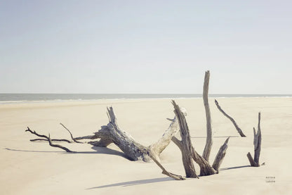 Georgia Driftwood I by Nathan Larson. SKU 85273i. Archival Giclee Fine art print for wall decor.