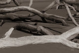 Georgia Driftwood II by Nathan Larson. SKU 85274i. Archival Giclee Fine art print for wall decor.